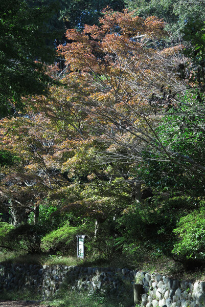 平成30年(2018年)10月29日、源氏山の紅葉。