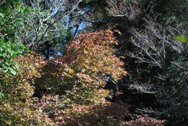 平成30年(2018年)10月29日、源氏山の紅葉。