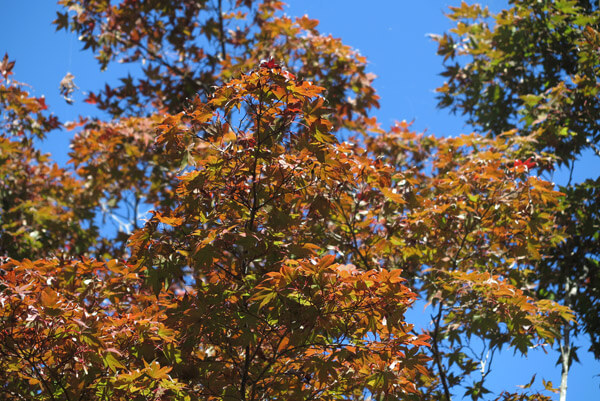 平成30年(2018年)10月29日、源氏山の紅葉。