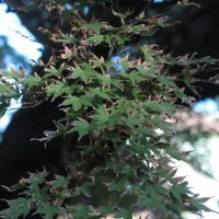平成30年(2018年)10月29日、東慶寺の紅葉。