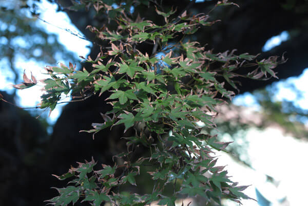 平成30年(2018年)10月29日、東慶寺の紅葉。