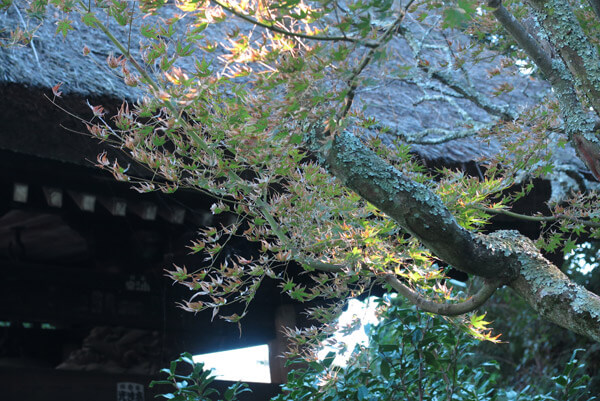 平成30年(2018年)10月29日、東慶寺の紅葉。