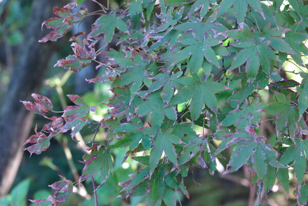 平成30年(2018年)10月29日、東慶寺の紅葉。