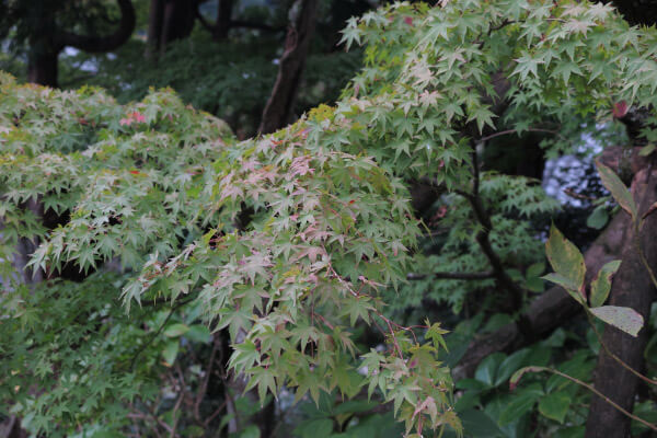 平成28年(2016年)10月29日、東慶寺の紅葉。