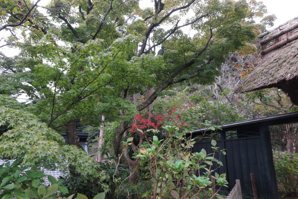平成28年(2016年)10月29日、東慶寺の紅葉。