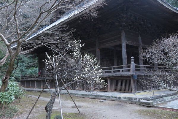 平成31年(2019年)2月12日、妙本寺の梅