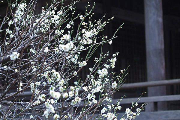 平成31年(2019年)2月12日、妙本寺の梅
