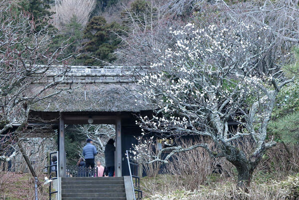 平成31年(2019年)2月12日、東慶寺の梅