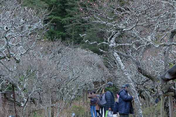 平成31年(2019年)2月12日、東慶寺の梅