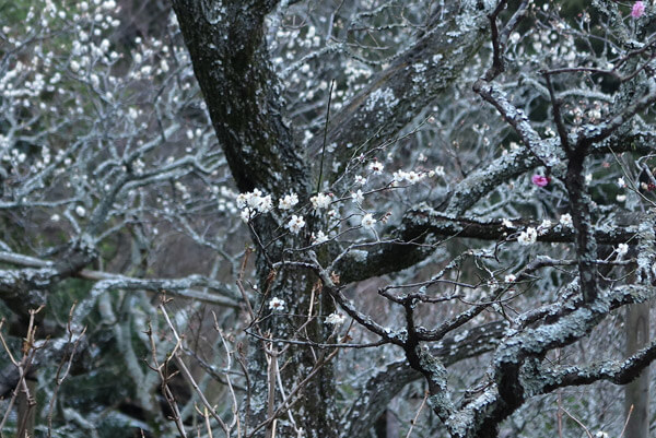 平成31年(2019年)2月12日、東慶寺の梅