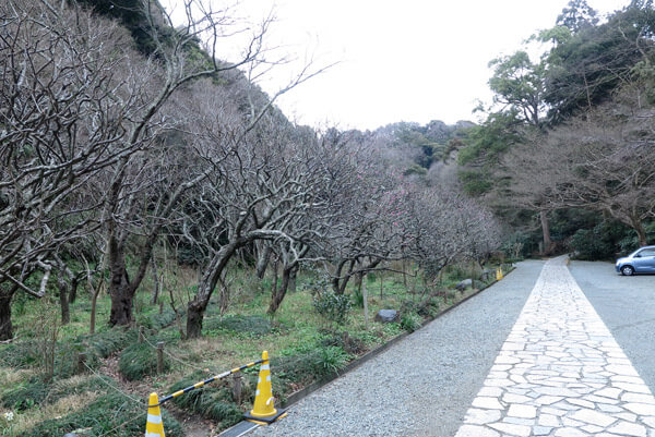 平成31年(2019年)2月12日、瑞泉寺の梅