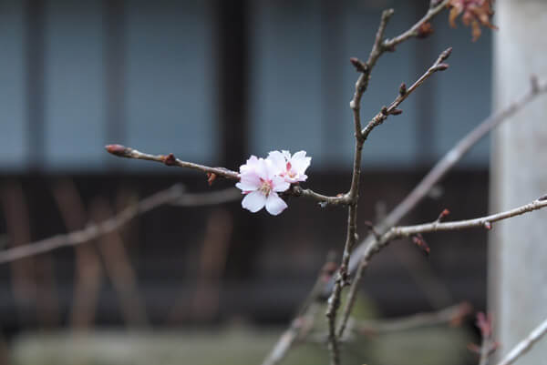 平成31年(2019年)2月12日、瑞泉寺の冬桜。海の開花を見に来るこの季節、もう一つの楽しみです。