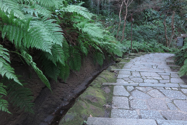 平成31年(2019年)2月12日の瑞泉寺。シダは寒くても青々としています。