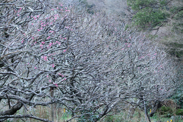 平成31年(2019年)2月12日、瑞泉寺の梅