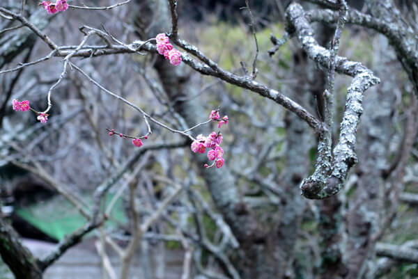 平成31年(2019年)2月12日、瑞泉寺の梅