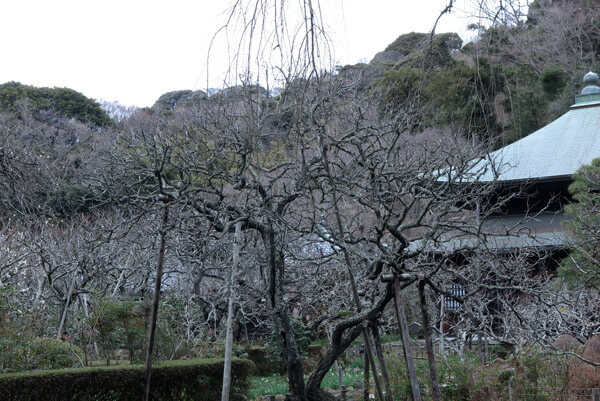 平成31年(2019年)2月12日、瑞泉寺の梅
