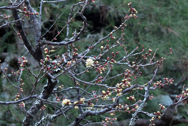 平成31年(2019年)2月12日、瑞泉寺の黄梅
