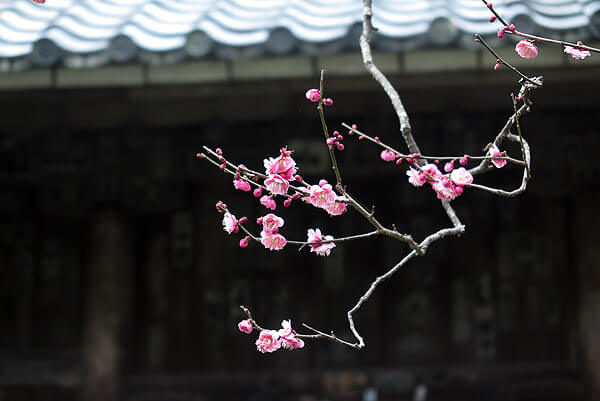 平成31年(2019年)2月12日、瑞泉寺の梅