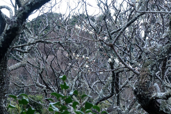 平成31年(2019年)2月12日、瑞泉寺の梅