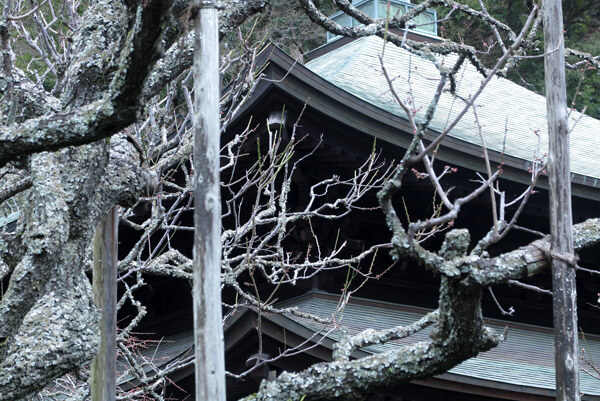 平成31年(2019年)2月12日、瑞泉寺の梅