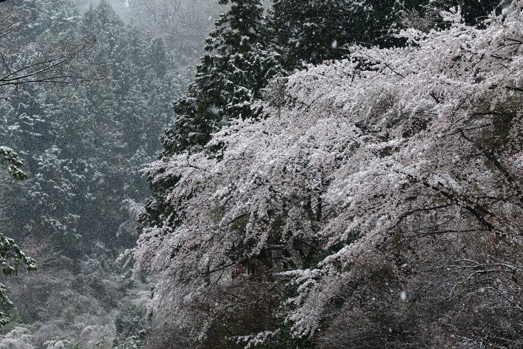 取材した4月10日〜11日は珍しい春の雪。桜が雪化粧して、きれいですがちょっとかわいそうでした。