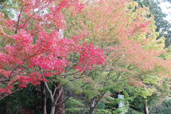 令和元年(2019年)11月11日(月)、円覚寺の紅葉。