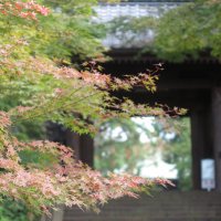 令和元年(2019年)11月11日(月)、円覚寺の紅葉。