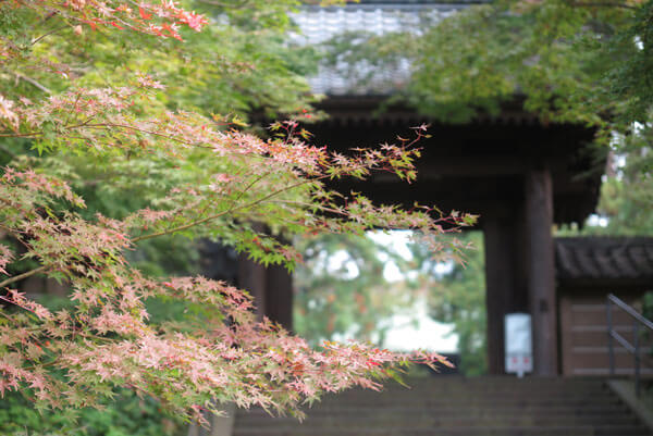 令和元年(2019年)11月11日(月)、円覚寺の紅葉。