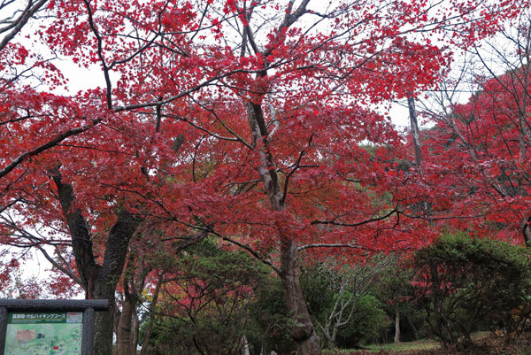 令和元年(2019年)11月27日、源氏山の紅葉。