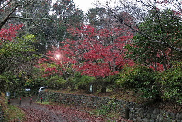 令和元年(2019年)11月27日、源氏山の紅葉。