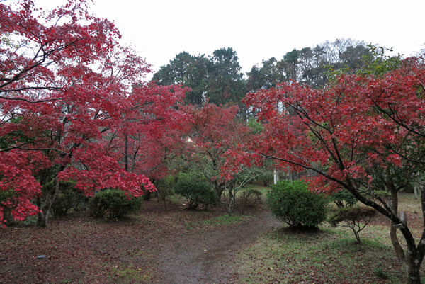 令和元年(2019年)11月27日、源氏山の紅葉。