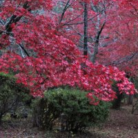 令和元年(2019年)11月27日、源氏山の紅葉。