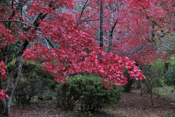 令和元年(2019年)11月27日、源氏山の紅葉。