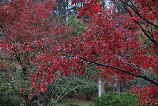 令和元年(2019年)11月27日、源氏山の紅葉。