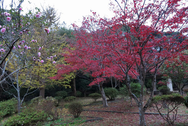令和元年(2019年)11月27日、源氏山の紅葉。