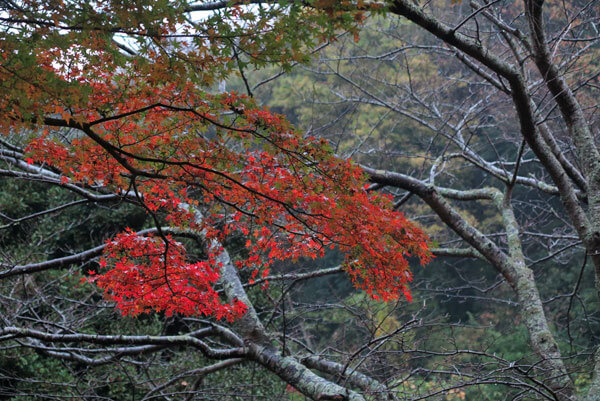 令和元年(2019年)11月27日、妙本寺の紅葉。