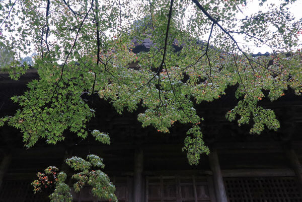 令和元年(2019年)11月27日、妙本寺の紅葉。