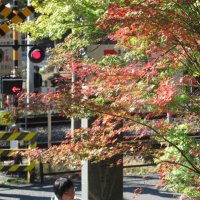 令和元年(2019年)11月19日、円覚寺の紅葉。