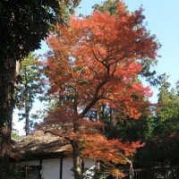 令和元年12月17日、円覚寺の紅葉