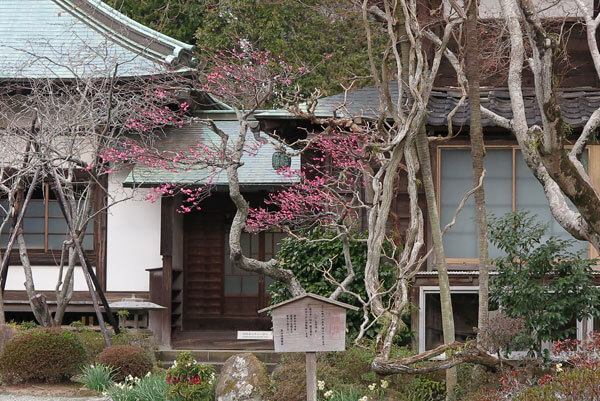 令和2年(2020年)2月6日、海蔵寺の梅。