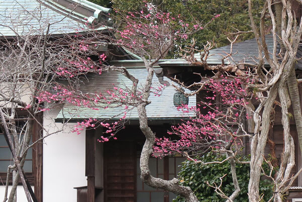 令和2年(2020年)2月6日、海蔵寺の梅。