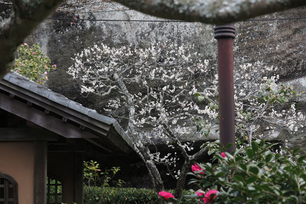 令和2年(2020年)2月6日、海蔵寺の梅。