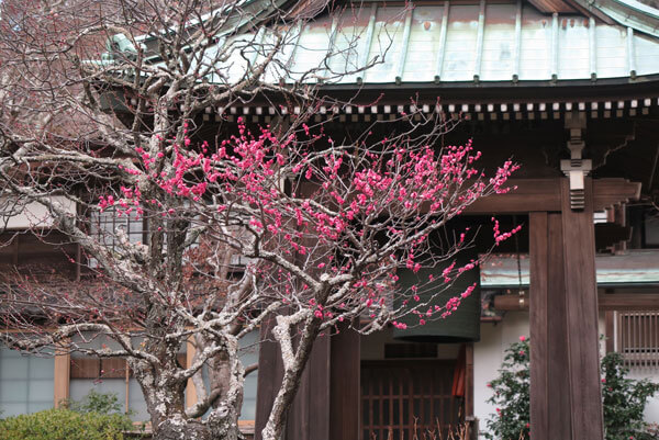 令和2年(2020年)2月6日、海蔵寺の梅。