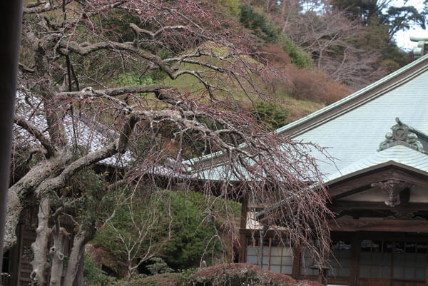 令和2年(2020年)2月6日、海蔵寺の枝垂れ梅。