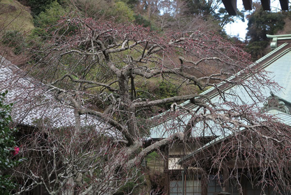 令和2年(2020年)2月6日、海蔵寺の枝垂れ梅。