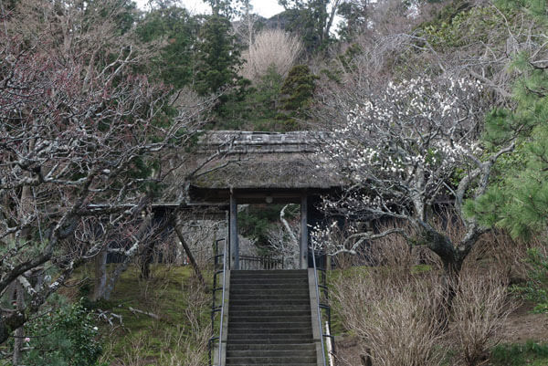 令和2年(2020年)2月6日、東慶寺の梅。