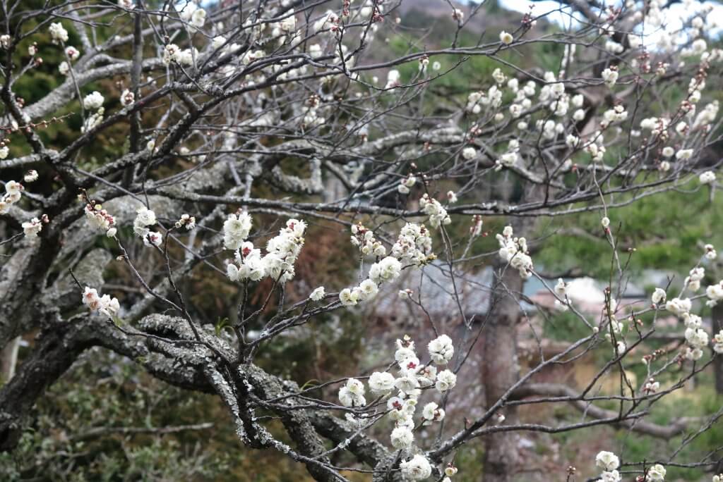 令和2年(2020年)2月6日、東慶寺山門前の梅。