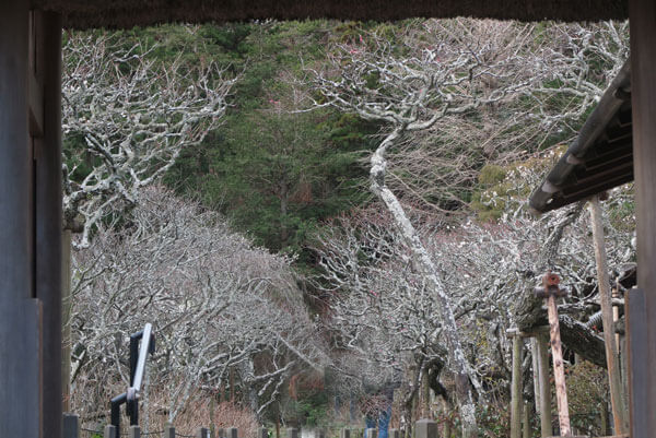 令和2年(2020年)2月6日、東慶寺の梅。
