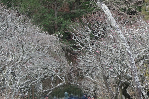 令和2年(2020年)2月6日、東慶寺の梅。