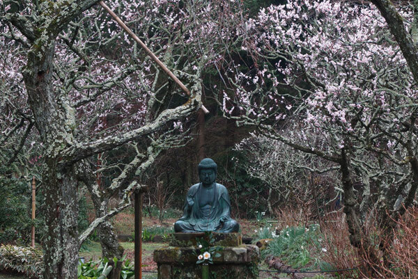 令和2年(2020年)2月26日、東慶寺の梅。